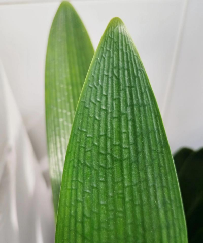 家里阳光不足怎么养花，选对植物种类，掌握养护技巧