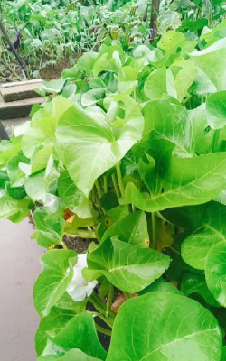 家里阳光不足怎么养花，选对植物种类，掌握养护技巧