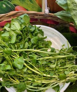 家里阳光不足怎么养花，选对植物种类，掌握养护技巧