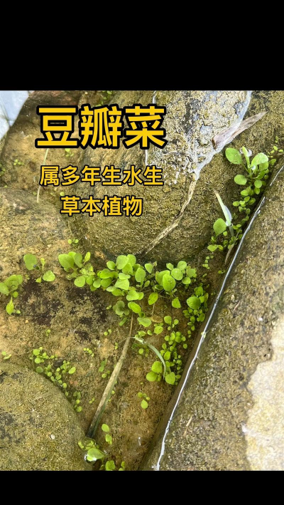家里阳光不足怎么养花，选对植物种类，掌握养护技巧