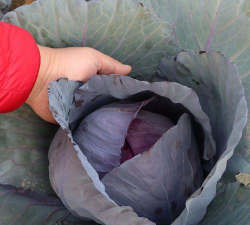 家里阳光不足怎么养花，选对植物种类，掌握养护技巧