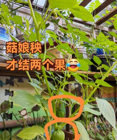 在家种植菇娘怎么种植