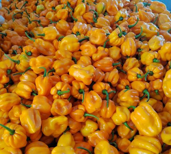 家里阳光不足怎么养花，选对植物种类，掌握养护技巧