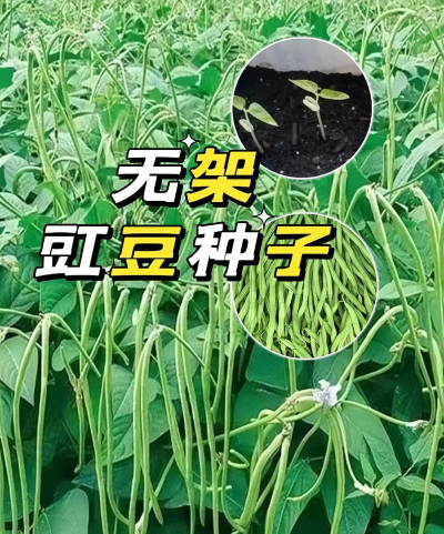 家里阳光不足怎么养花，选对植物种类，掌握养护技巧