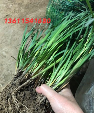 家里阳光不足怎么养花，选对植物种类，掌握养护技巧