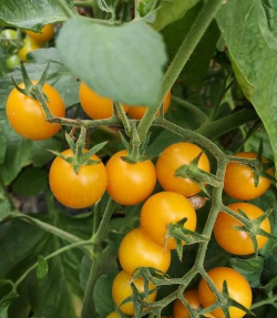 家里阳光不足怎么养花，选对植物种类，掌握养护技巧