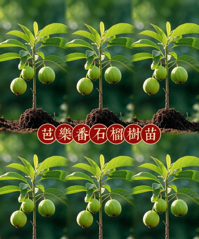 家里阳光不足怎么养花，选对植物种类，掌握养护技巧