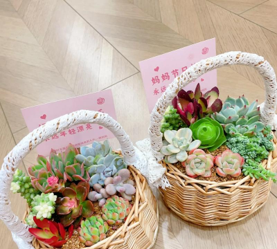 家里阳光不足怎么养花，选对植物种类，掌握养护技巧