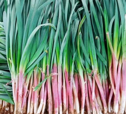 家里阳光不足怎么养花，选对植物种类，掌握养护技巧