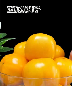 家里阳光不足怎么养花，选对植物种类，掌握养护技巧