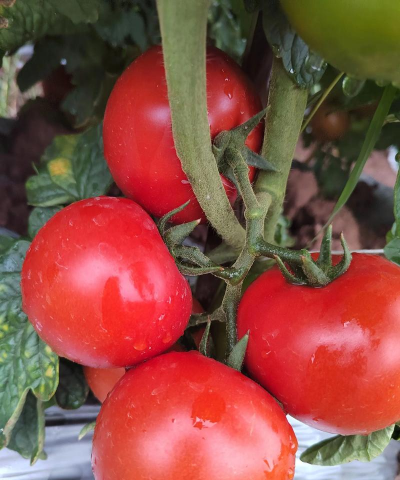 家里阳光不足怎么养花，选对植物种类，掌握养护技巧