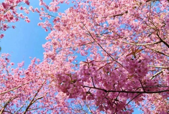 家里阳光不足怎么养花，选对植物种类，掌握养护技巧