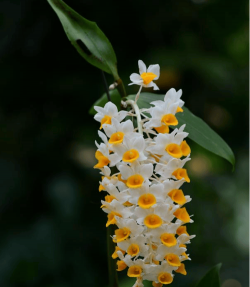 家里阳光不足怎么养花，选对植物种类，掌握养护技巧