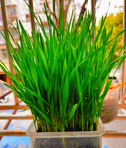 家里阳光不足怎么养花，选对植物种类，掌握养护技巧