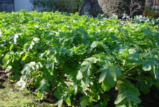 家里阳光不足怎么养花，选对植物种类，掌握养护技巧