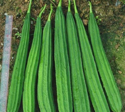 家里阳光不足怎么养花，选对植物种类，掌握养护技巧