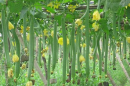 家里阳光不足怎么养花，选对植物种类，掌握养护技巧