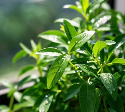 家里阳光不足怎么养花，选对植物种类，掌握养护技巧