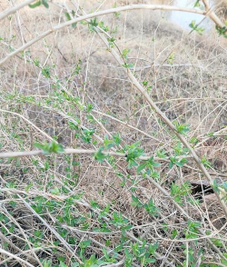 家里阳光不足怎么养花，选对植物种类，掌握养护技巧