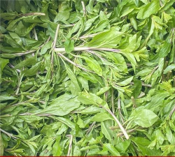 家里阳光不足怎么养花，选对植物种类，掌握养护技巧