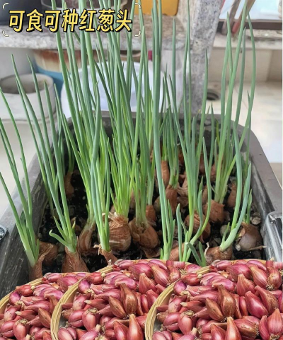 家里阳光不足怎么养花，选对植物种类，掌握养护技巧