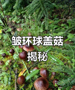 家里阳光不足怎么养花，选对植物种类，掌握养护技巧