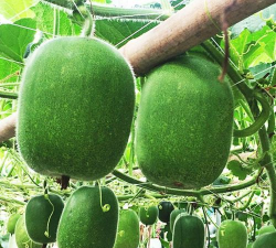 家里阳光不足怎么养花，选对植物种类，掌握养护技巧