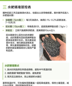 家里阳光不足怎么养花，选对植物种类，掌握养护技巧