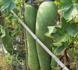 家里阳光不足怎么养花，选对植物种类，掌握养护技巧