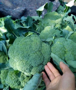 家里阳光不足怎么养花，选对植物种类，掌握养护技巧