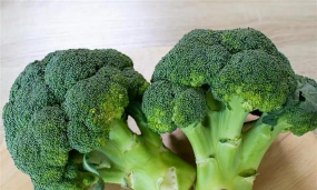 家里阳光不足怎么养花，选对植物种类，掌握养护技巧