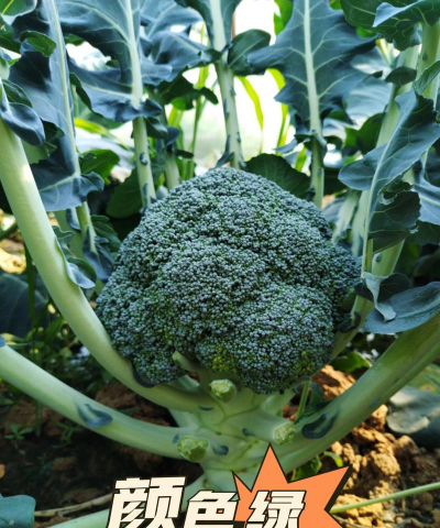 家里阳光不足怎么养花，选对植物种类，掌握养护技巧