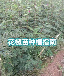 家里阳光不足怎么养花，选对植物种类，掌握养护技巧