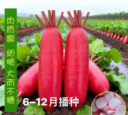 家里阳光不足怎么养花，选对植物种类，掌握养护技巧
