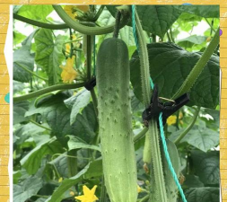 家里阳光不足怎么养花，选对植物种类，掌握养护技巧