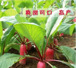 家里阳光不足怎么养花，选对植物种类，掌握养护技巧