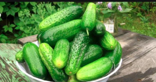 家里阳光不足怎么养花，选对植物种类，掌握养护技巧