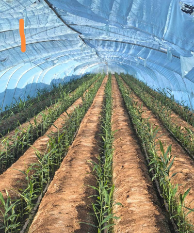 家里阳光不足怎么养花，选对植物种类，掌握养护技巧