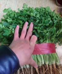 家里阳光不足怎么养花，选对植物种类，掌握养护技巧