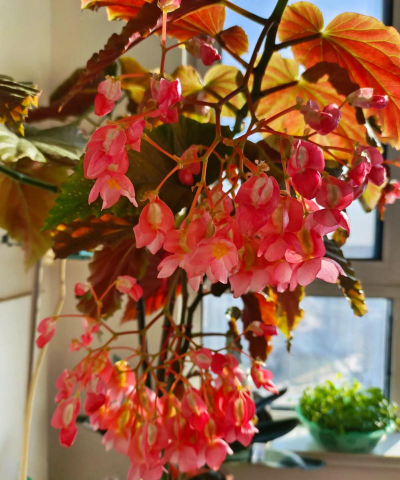 竹节海棠有毒吗