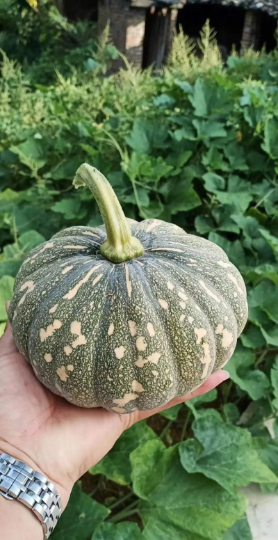 家里阳光不足怎么养花，选对植物种类，掌握养护技巧