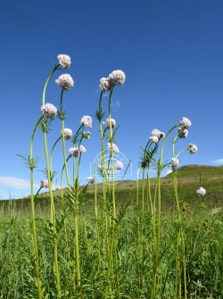 家里阳光不足怎么养花，选对植物种类，掌握养护技巧