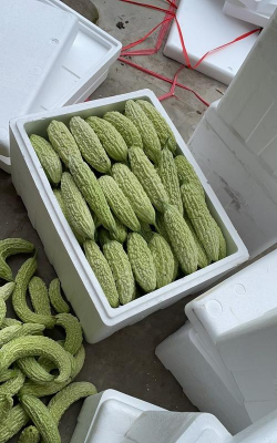 家里阳光不足怎么养花，选对植物种类，掌握养护技巧