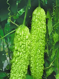 家里阳光不足怎么养花，选对植物种类，掌握养护技巧