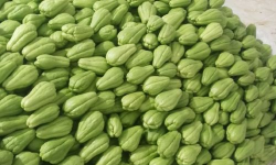 家里阳光不足怎么养花，选对植物种类，掌握养护技巧