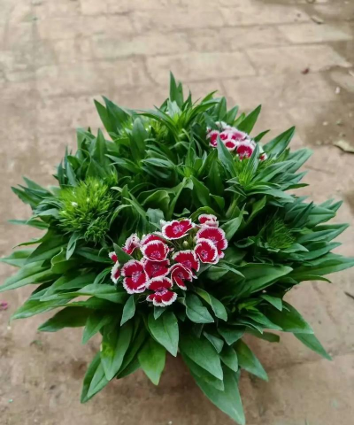 家里阳光不足怎么养花，选对植物种类，掌握养护技巧