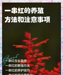 家里阳光不足怎么养花，选对植物种类，掌握养护技巧