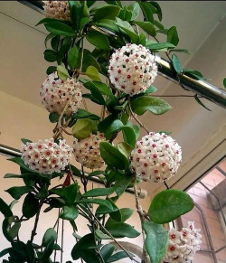 家里阳光不足怎么养花，选对植物种类，掌握养护技巧