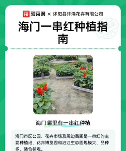 家里阳光不足怎么养花，选对植物种类，掌握养护技巧