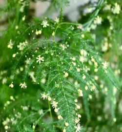 家里阳光不足怎么养花，选对植物种类，掌握养护技巧